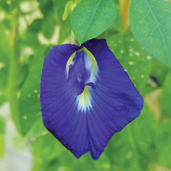 Butterfly-Pea-Supplier | Edible-Flower-Producer